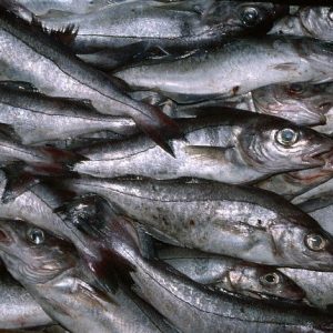 HAKE HUBSI HGT IWP 500-800g SEA FROZEN 无须鳕鱼