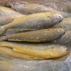 YELLOW CROAKER GUTTED SCALED 800-1200G 黄花鱼