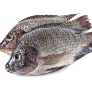 TILAPIA WHOLE GUTTED 500-800G 20% GLAZE 去内脏罗非鱼