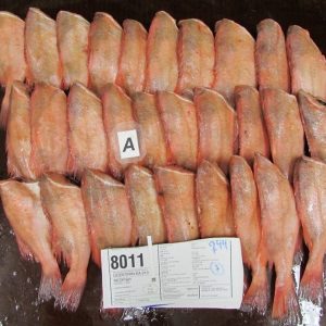 REDFISH H&G 500-700 MARINUS 红鱼