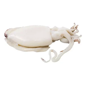 WHOLE ROUND ATLANTIC CUTTLEFISH, 10KG GROSS, 9KG NET 大西洋烏賊